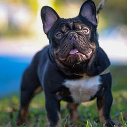 Tortuga - French Bulldog