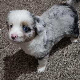 Cali - Blue merle female Toy Australian Shepherd puppy in Jacksonville, Florida from The Stanley's Little Aussies