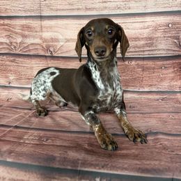 Bobby - Dachshund