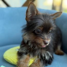 Marcos - Chocolate and tan male Yorkshire Terrier puppy in Cape Coral, Florida from Katherine’s Yorkies and Poodles