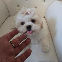 Maltipoo puppies from Mt.BakerPoodles&Doodles