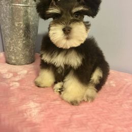 Miniature Schnauzer Puppies from The BrickHouse Miniature Schnauzers