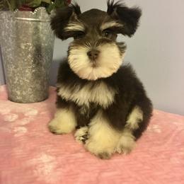 Miniature Schnauzer Puppies from The BrickHouse Miniature Schnauzers