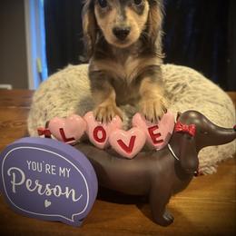 Ivah - Dapple female Dachshund puppy in Hudson, Michigan from Mittentail Kennel Miniature Dachshunds
