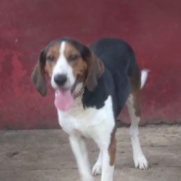 Treeing Walker Coonhounds from JAG Farms