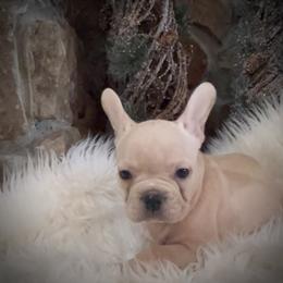 Boy 4 - Cream male French Bulldog puppy in Mayo, Florida from Lyons Heart Pups