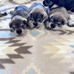 Crystal Snow - Salt and pepper female Miniature Schnauzer puppy in Springfield, Tennessee from My Lovable Schnauzers