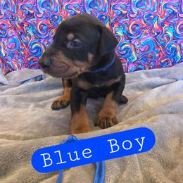 Blue Boy - Black and rust male Doberman Pinscher puppy in Knox, Indiana from Double River Dobermans