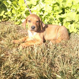 Carly - Rd whtn brn nose female Rhodesian Ridgeback puppy in Carney, Oklahoma from River Run Parson Russell terriers & River Run Ridgebacks