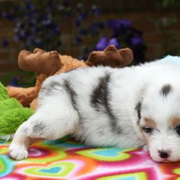Australian Shepherd Puppies from Star Australian Shepherds