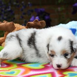 Australian Shepherd Puppies from Star Australian Shepherds
