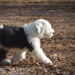 Old English Sheepdog Puppies from Prata's OES