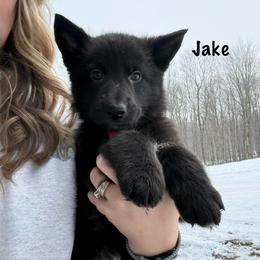 Orange HC AKA Jake - Black male German Shepherd puppy in Terra Alta, West Virginia from Shepherd Country Farm and Kennels