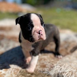 Draco - Seal brindle and white male Boston Terrier puppy in Purdy, Missouri from Shotgun Pups