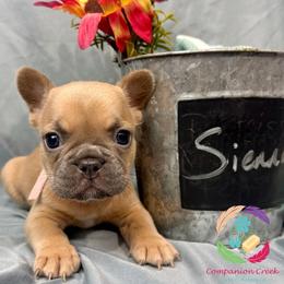 Sienna - Blue fawn female French Bulldog puppy in Bowman, Georgia from Companion Creek Farm