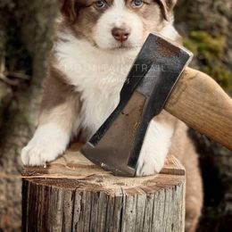 Australian Shepherd Puppies from Mountain Trail Aussies