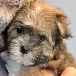 Havanese Puppies from Kuba Havaluv