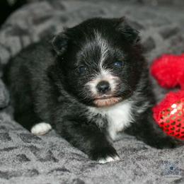 Bingley - Black parti male Pomeranian puppy in Bremen, Indiana from AMS Pomeranians and Pomskies in Indiana