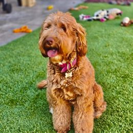 Lucy - Australian Labradoodle