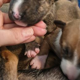 Boy 1 - Brindle male Miniature Bull Terrier puppy in Denton, North Carolina from Rossi River Minibulls