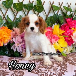 Honey - Blenheim female Cavalier King Charles Spaniel puppy in Hollywood, Florida from World Class Cavaliers