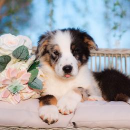 Border Collie and Maremma Sheepdog Puppies from 2J 2K Border Collies & Maremma Sheepdogs