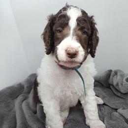 Charlie - Parti male Poodle puppy in Dover, Delaware from Dogtastic Poodles