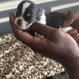 Boy 1 - Black and tan male Yorkshire Terrier puppy in Little Elm, Texas from Breedlove Pupps
