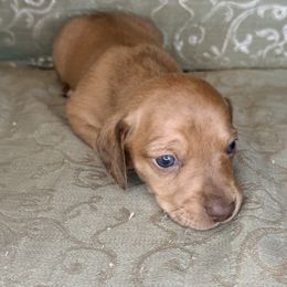 Alfalfa (Blue collar) - Cream male Dachshund puppy in Lexington, Oklahoma from BooneDox Miniature Dachshunds