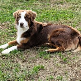 GANON - Australian Shepherd