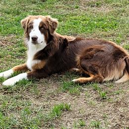 GANON - Australian Shepherd