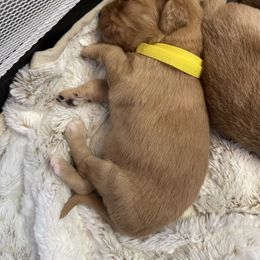 Golden Retriever Puppies from Tradershire Goldens