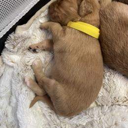 Golden Retriever Puppies from Tradershire Goldens