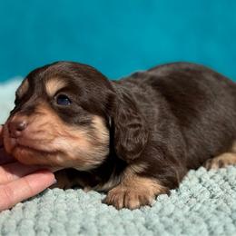 Bliss - Chocolate and cream female Dachshund puppy in Lincoln, Arkansas from Red Dirt Dachshunds