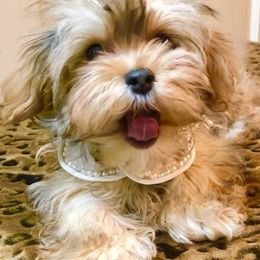 Cavapoos and Havanese from King Lionheart Puppies