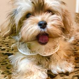 Cavapoos and Havanese from King Lionheart Puppies