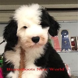 Old English Sheepdog Puppies from Bizzeeboots OES