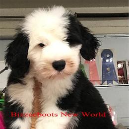 Old English Sheepdog Puppies from Bizzeeboots OES