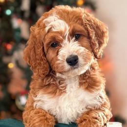 Goldendoodle puppies from ZaraDoodles