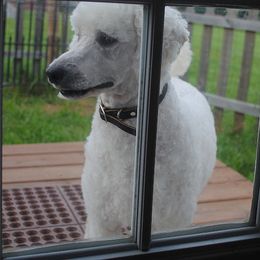 Poodle Puppies from Cedar Hill Ranch