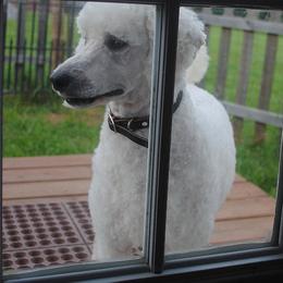Poodle Puppies from Cedar Hill Ranch