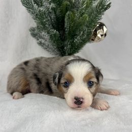 Cookie - Blue merle male Miniature Australian Shepherd puppy in Bedias, Texas from JSK Aussie and Cavaliers