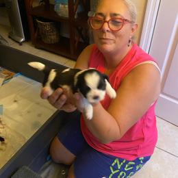 Shih Tzu Puppies from Evelyn's Shih Tzus