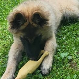 Belgian Tervuren from bonfire