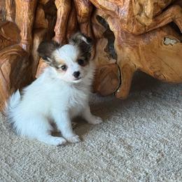 Laken's white and red sable girl - White and sable female Papillon puppy in Shirley, Arkansas from Lucky Pups