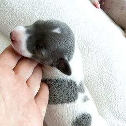 Cuppy with Heart - White and blue male Italian Greyhound puppy in New York, New York from Julia's Italian Greyhounds