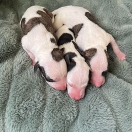 Edelweis - White and red brindle female Whippet puppy in Clinton, Tennessee from Ivanhoe Borzoi
