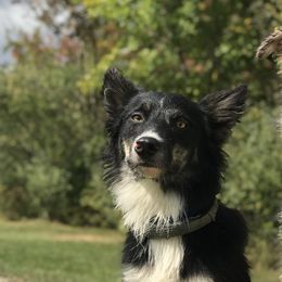 Eli - Border Collie
