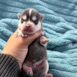 Mystery - Blue male Pomsky puppy in Aberdeen, Idaho from Willow Creek Cresteds