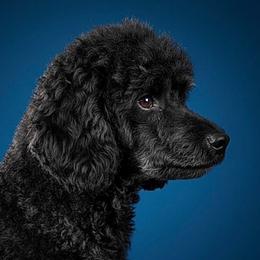 Bennie - Poodle
